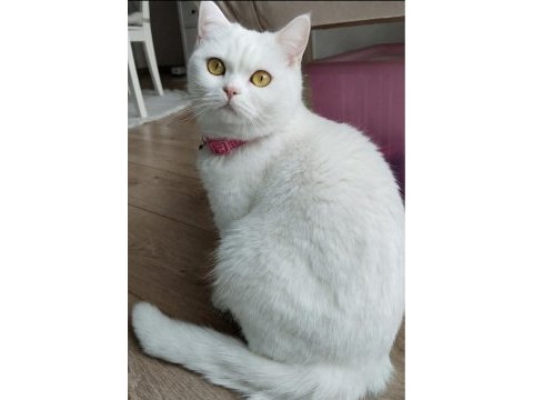 Şecere kalitesinde safkan british shorthair