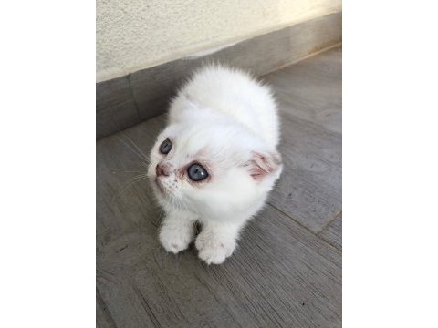 Safkan scottish fold dişi mavi gözlü kedimiz