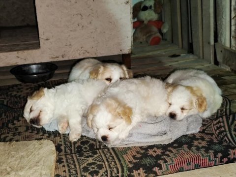 Yavru maltipoo