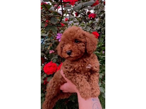 Güzeller güzeli toy poodle yavrularımız