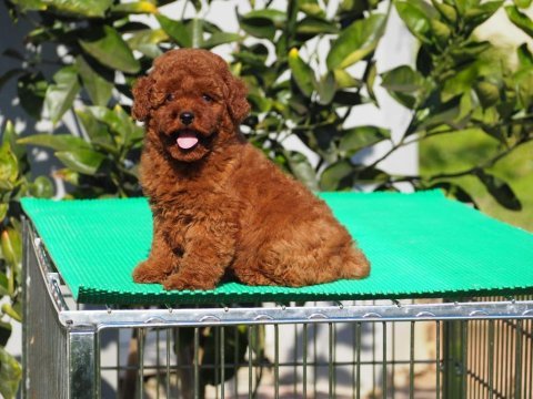 Red brown toy poodle yavruları