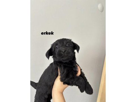 45 günlük morkie yavrular - evden sağlıklı bebekler