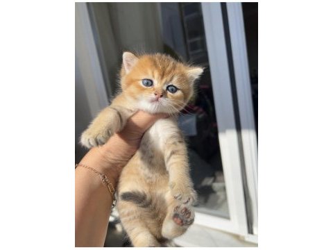 Golden erkek bebek kedim teslime hazır
