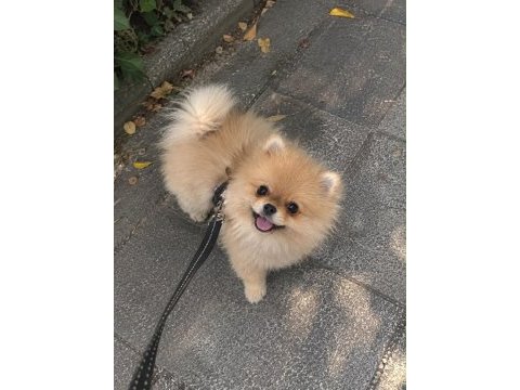 İyi bir aileye gitmesi dileğiyle pomeranian