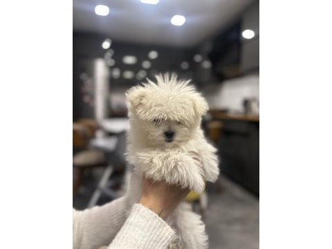 Teacup maltese