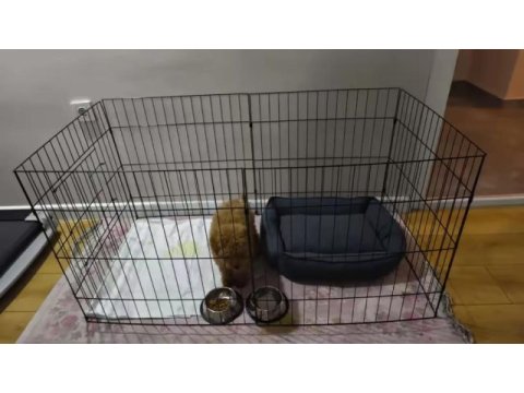 Sağlık ve ırk garantili poodle yavrularımız