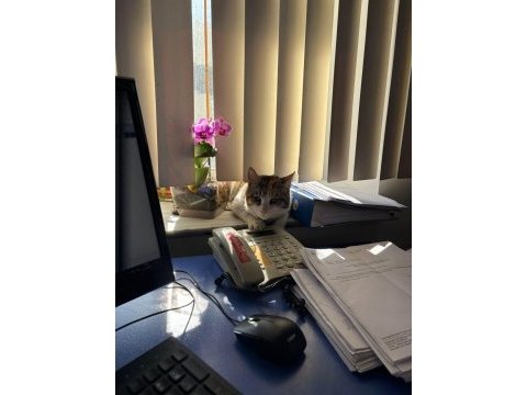 Acil bu prenses kedimizi kurtaralım yuva olalım