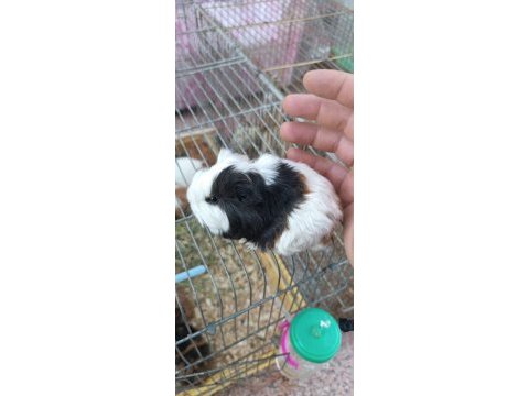 Yavru ginepig - gine tavşanı