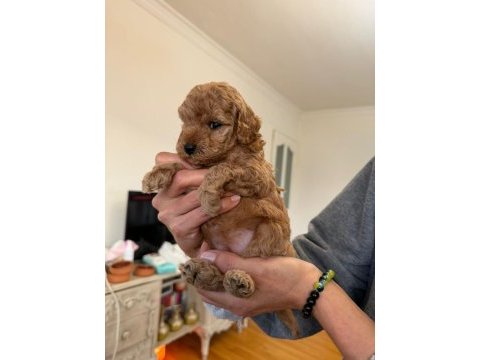 Minicik yavru toy poodle köpekler