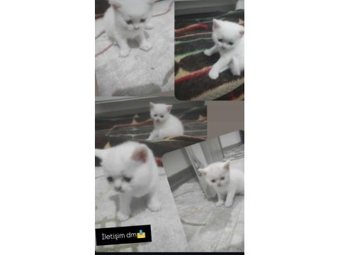 British shorthair yavrular