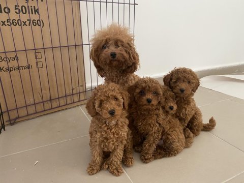 Profesyonel ruhsatlı çifrlikden toy poodle yavrular