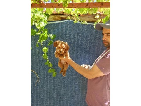 2 aylık maltipoo erkek dişi bebeğimiz