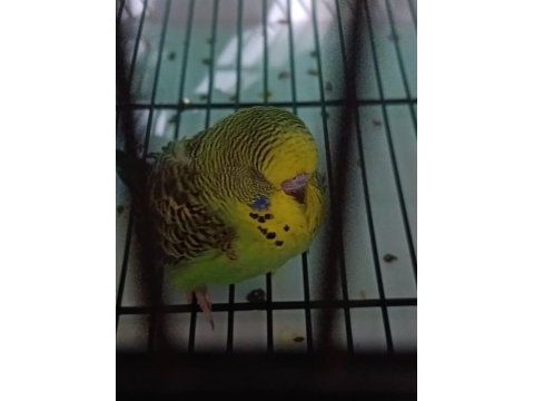 Jumbo muhabbet kuşu yavrulari
