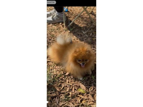 2,5 yaşında erkek üst kalite pomeranian boo