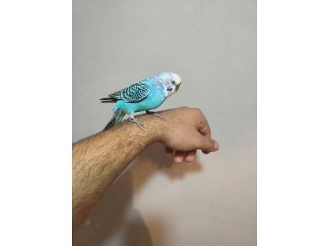 Acil satılık konuşan muhabbet kuşu