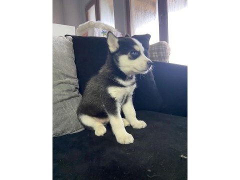 A kalite mavi gözlü safkan sibirya kurdu husky