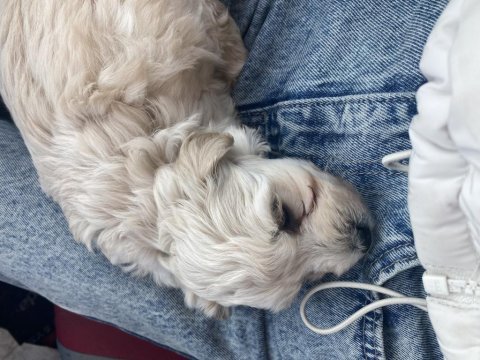 2 aylık maltipoo yavru
