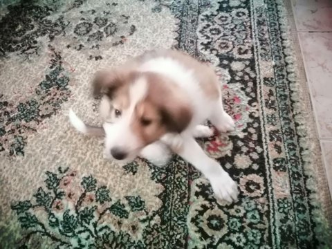 Collie / maltese