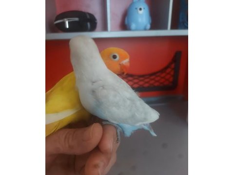 Yeme düşen bebek papağanlar