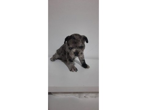 French bulldog