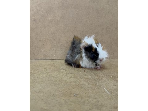 Ginepig yavrularımız gün içi gönderim sağlanmakta