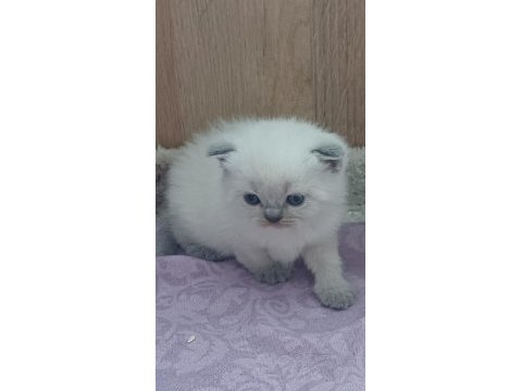 British shorthair yeni yuvasına hazırlar
