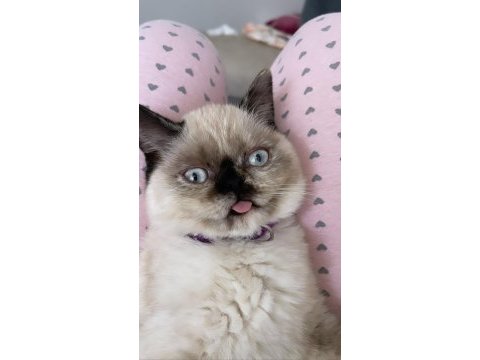 Sütlaç yuva arıyor british shorthair