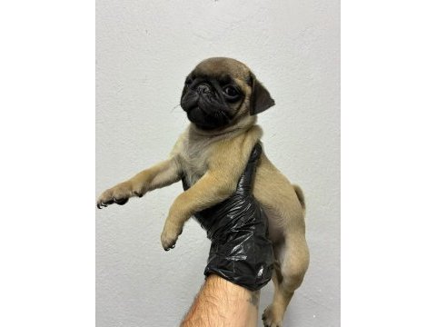 Irk ve sağlık garantili pug