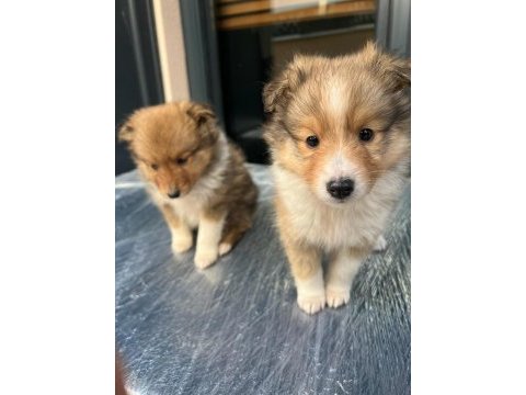 Nadir bulunan sheltie yavrularımız