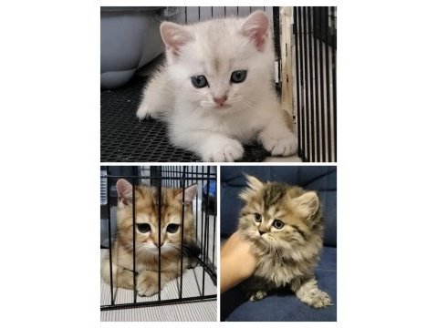 British shorthair ve longhair golden ve golden point yavru