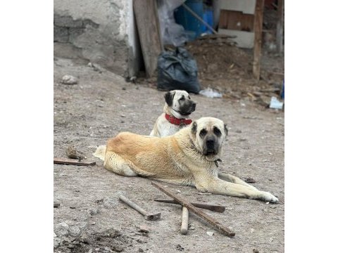 Dev ırk anadolu çoban köpeği
