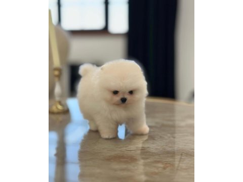 Daha iyisi yok ayı surat pomeranian boo
