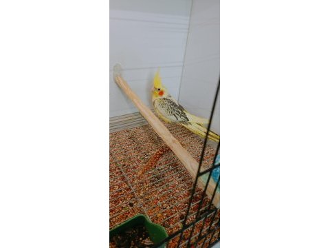 Sultan papağanı yavru süper kondisyonda