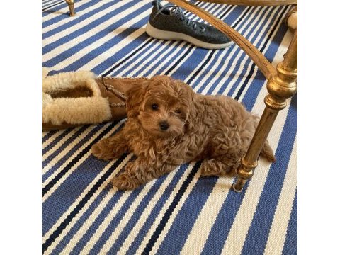Her renk maltipoo eğitimli ve uygun
