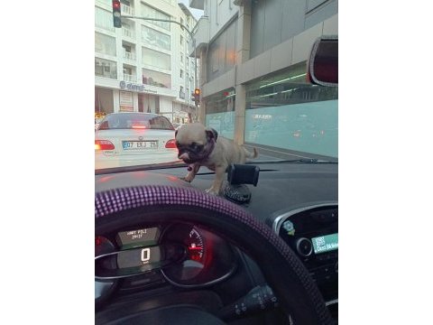 Yavru pug köpeği dişi 2 aylık