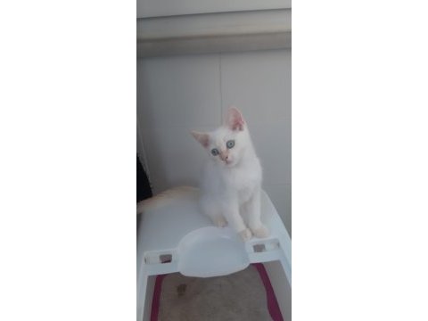 Red point british shorthair yavrumuz