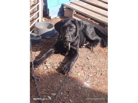 Tüm aşıları tam köpeğimiz çipi kimliği pasaportu var