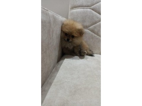 57 günlük pomeranian boo