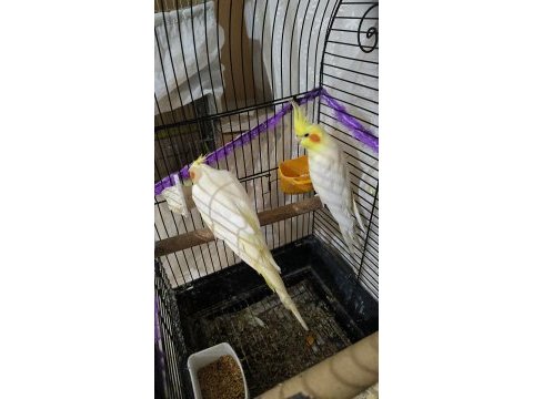 Alışkın pied yavrular ve lutino yavru sultan papağanı