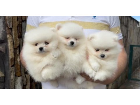 2 erkek 1 dişi pomeranian