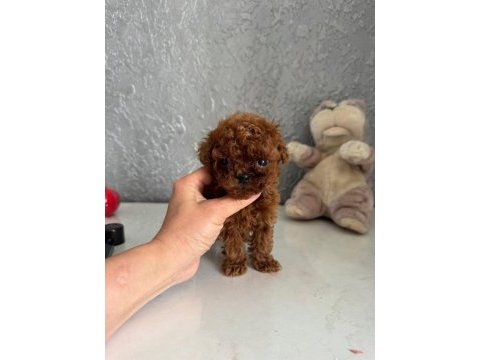 Micro teacup korean dark brown poodle yavrularımız