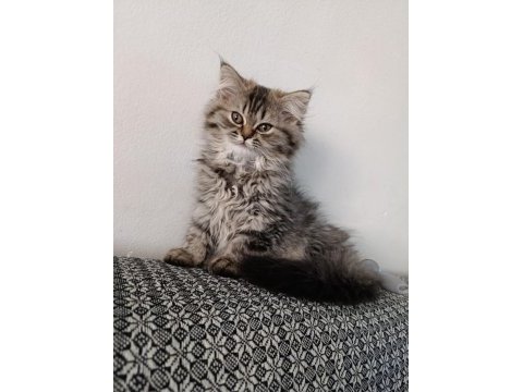 Chinchilla longhair dişi