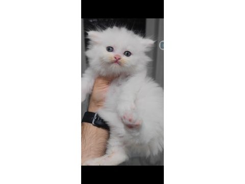 British longhair kedisi