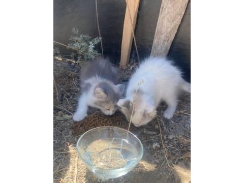 Acil yuva bu iki guzel kız kedimize