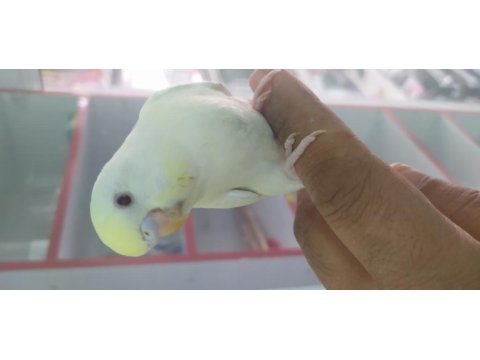 Yavru lutino, cremio özel türler muhabbet kuşlar
