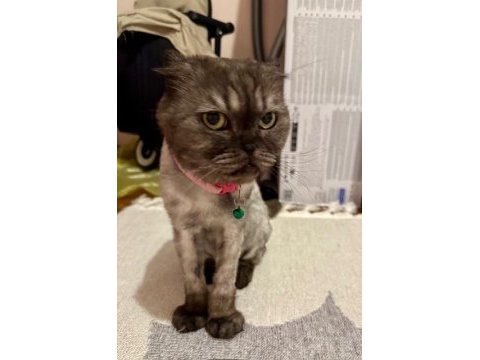 Ücretsiz sahiplendirme scottish fold kedimiz