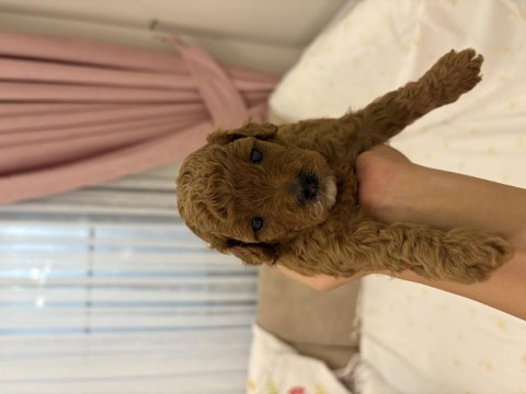 Yavru köpeklerimiz