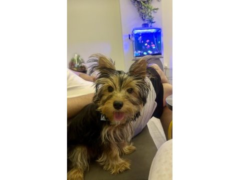 Yorkshire terrier 5 aylık