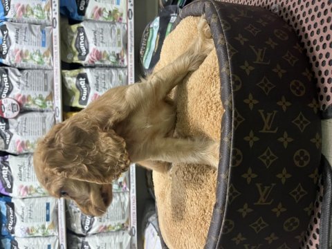 Cocker spaniel yavrumuz