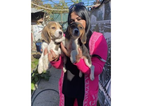 Elizabet beagle yavrularım